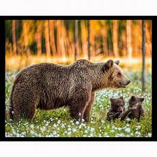 Bear Wrapping Paper