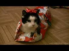 Cat Wrapping Paper