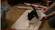 Cat Wrapping Paper