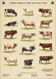 Cow Wrapping Paper