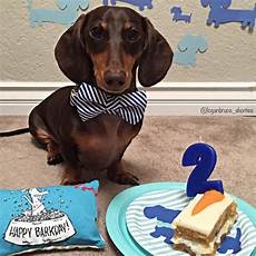 Dachshund Wrapping Paper