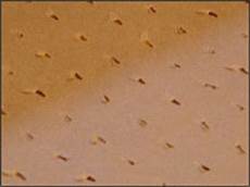 Perforated Kraft Paper