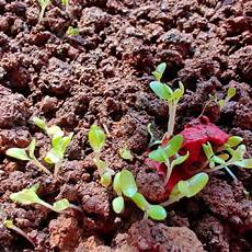 Plantable Seed Packaging